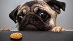 Animals eyes Dogs funny