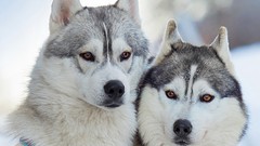 Animals eyes Dogs husky