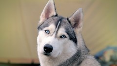 Animals eyes Dogs husky blue eyes