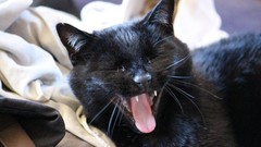 Animals eyes Green cats ears close-up brown whiskers