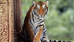 Animals eyes India Tigers forests