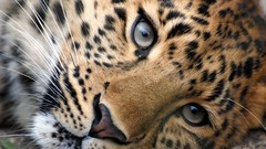 Animals eyes Leopards Tigers