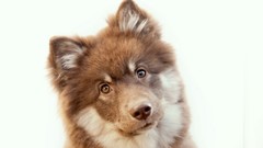 Animals eyes Puppies Dogs ears brown