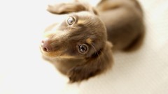 Animals eyes Puppies Dogs funny