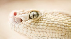 Animals eyes snakes