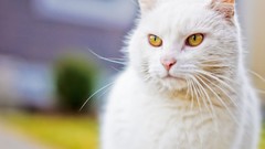 Animals eyes white cats Kittens