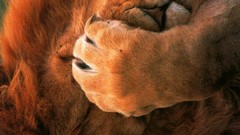 Animals facepalm Lions
