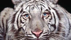 Animals faces Tigers