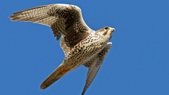 Animals falcon bird