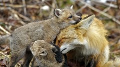 Animals family foxes