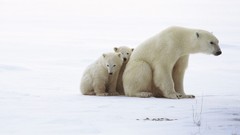 Animals family Polar Bears