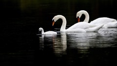 Animals family Swans baby birds