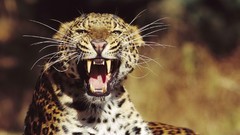 Animals fangs Leopards amur leopard