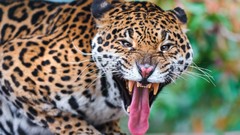 Animals fangs tongue jaguars