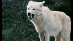 Animals fangs Wolves white