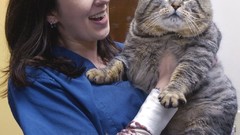 Animals fat woman cats