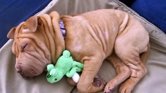 Animals feet Dogs wool muzzle funny shar pei pets