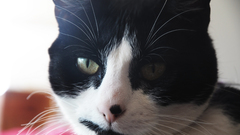 Animals feline black white