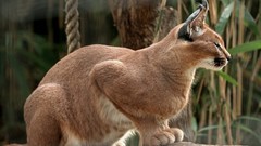 Animals feline caracal