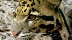 Animals feline clouded leopards