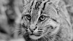 Animals feline grayscale