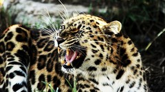 Animals feline Leopards