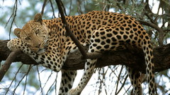 Animals feline Leopards branches