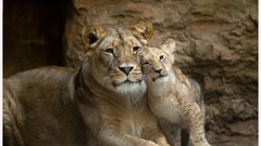 Animals feline Lions