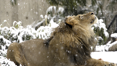 Animals feline Lions zoo