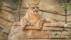 Animals feline mountain lions