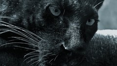 Animals feline panthers