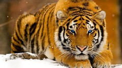 Animals feline tigger