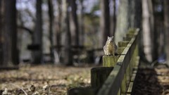 Animals fences squirrels depth of field