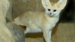 Animals fennec fox