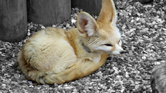 Animals fennec fox
