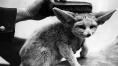 Animals fennec fox