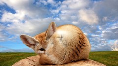 Animals fennec fox