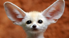 Animals fennec fox