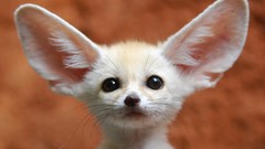 Animals fennec fox