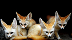 Animals fennec fox foxes