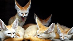 Animals fennec fox foxes