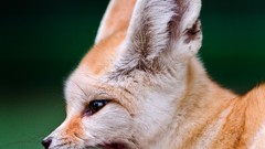 Animals fennec fox foxes