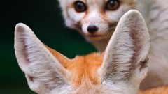 Animals fennec fox wildlife foxes
