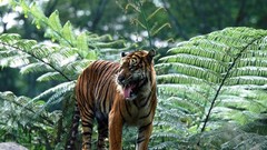 Animals Ferns Tigers