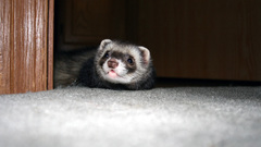 Animals ferret