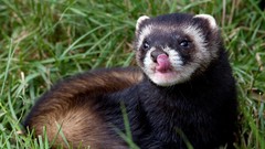 Animals ferret ferrets