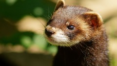 Animals ferret wildlife ferrets