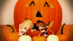 Animals ferrets