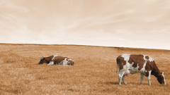 Animals fields Cows animal