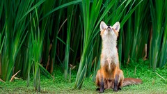 Animals fields foxes